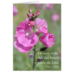 Pink Hollyhock Praise