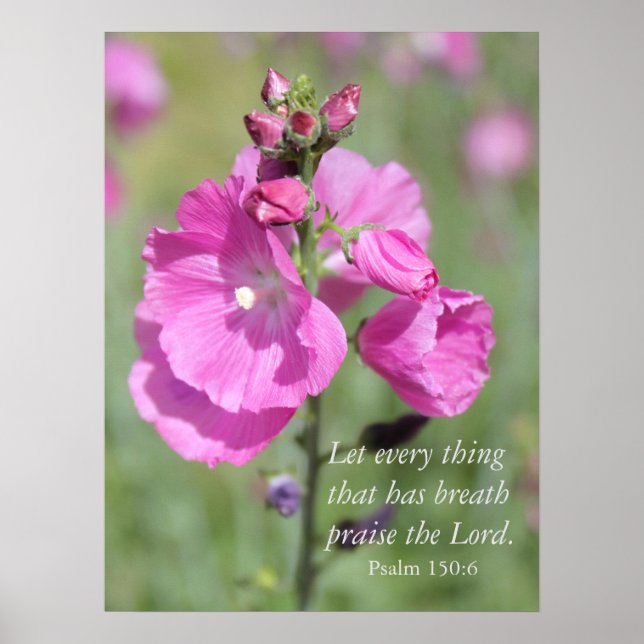 Pink Hollyhock Praise Poster (Front)