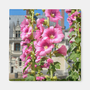 Pink hollyhocks flowers postcard square sticker T- Magnet