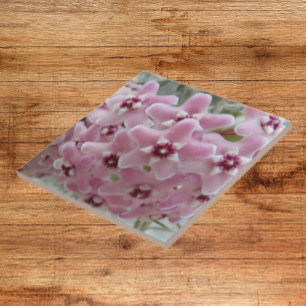 Pink Hoya Plant Flowers Floral Ceramic Tile