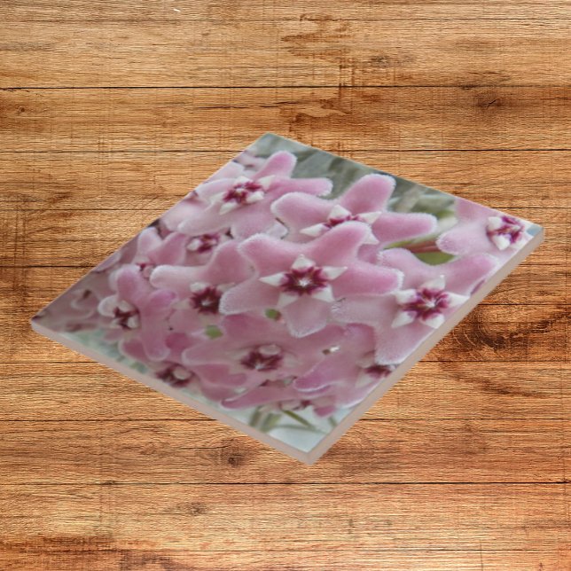Pink Hoya Plant Flowers Floral Ceramic Tile (In Situ)