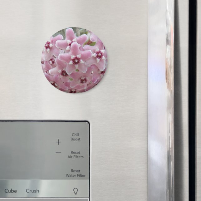 Pink Hoya Plant Flowers Floral Magnet (In Situ (Fridge))