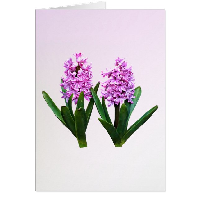 Pink Hyacinth Duo (Front)