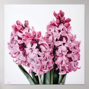 Pink Hyacinth Flower Art Print Poster