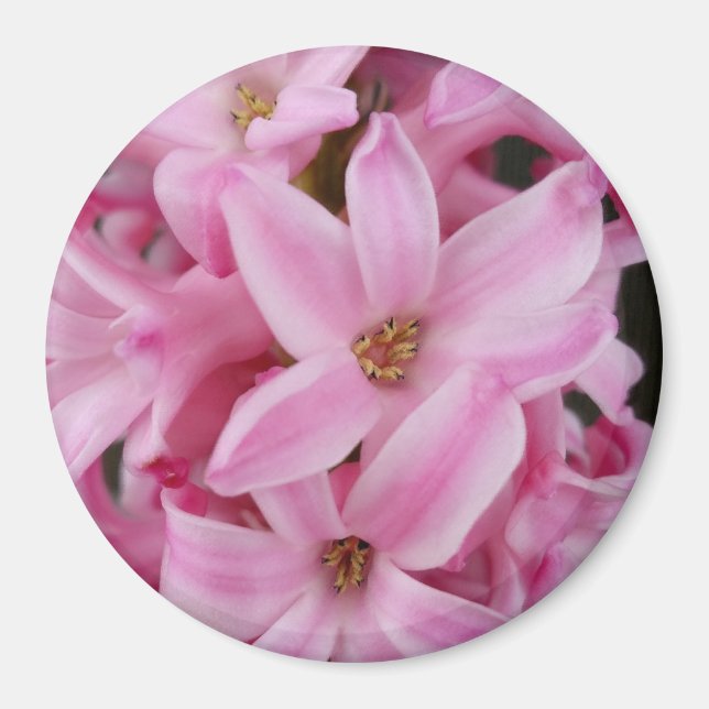 pink hyacinth flower magnet (Front)