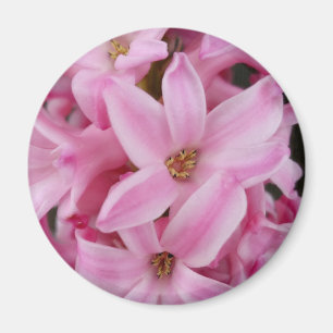 pink hyacinth flower magnet