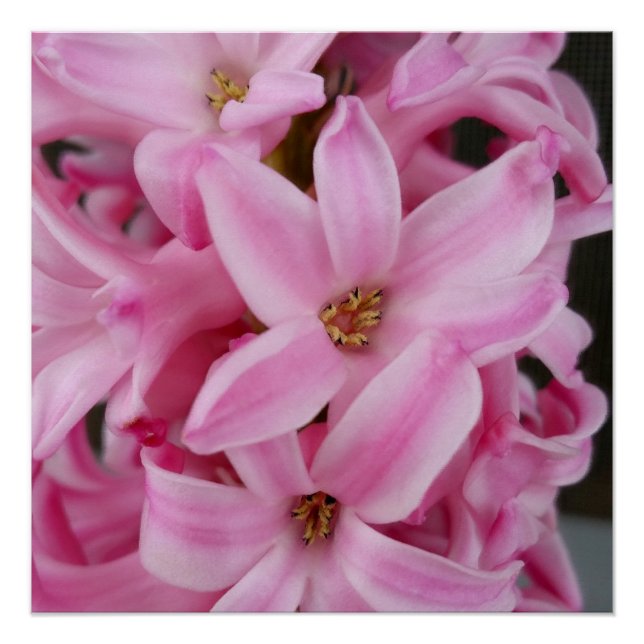 pink hyacinth flower poster (Front)
