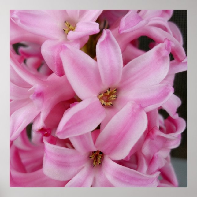 pink hyacinth flower poster (Front)