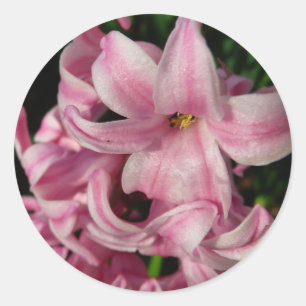 Pink Hyacinth Spring Floral Classic Round Sticker