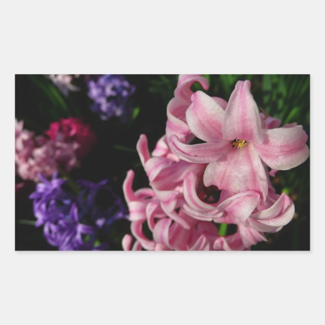 Pink Hyacinth Spring Floral Rectangular Sticker (Front)