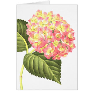 Pink Hydrangea