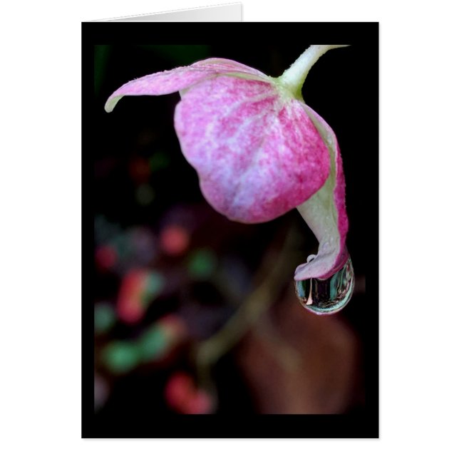 Pink Hydrangea Blossom with Rain Drop Blank Card (Front)