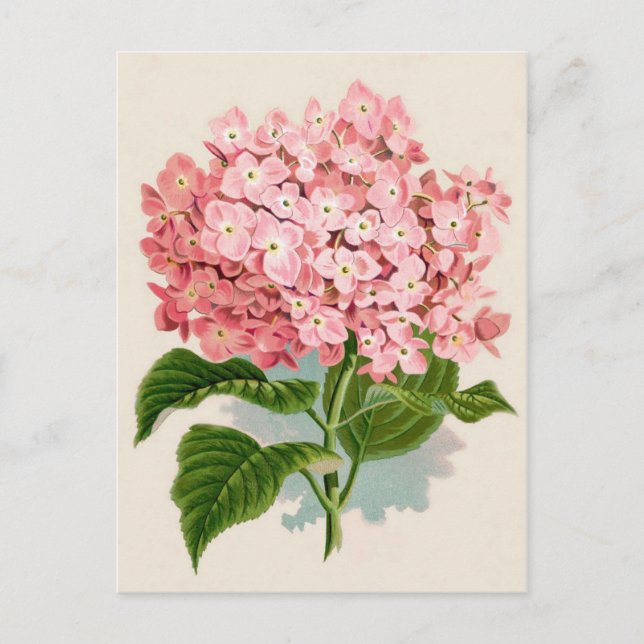 Pink Hydrangea Botanical Print Postcard (Front)