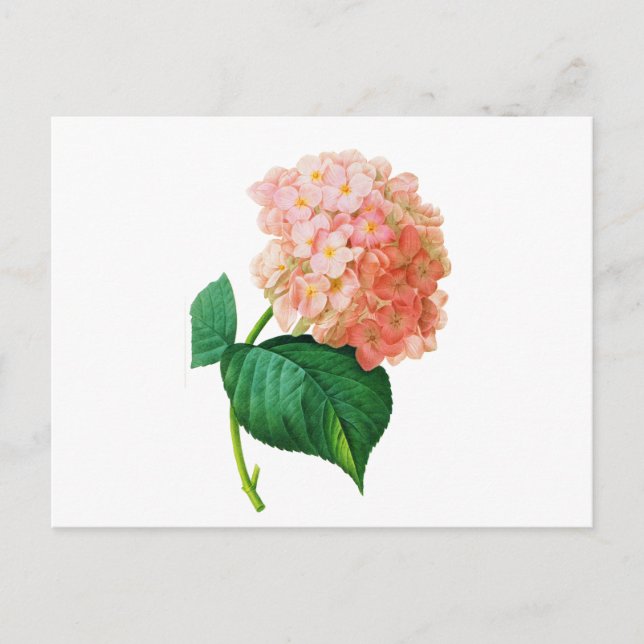 Pink Hydrangea by Pierre Joseph Redoute Postcard (Front)