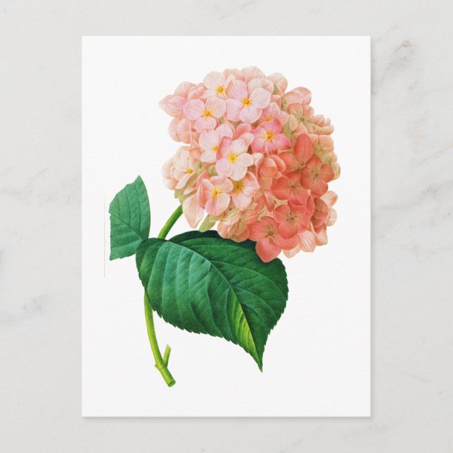 Pink Hydrangea by Pierre Joseph Redoute Postcard (Front)