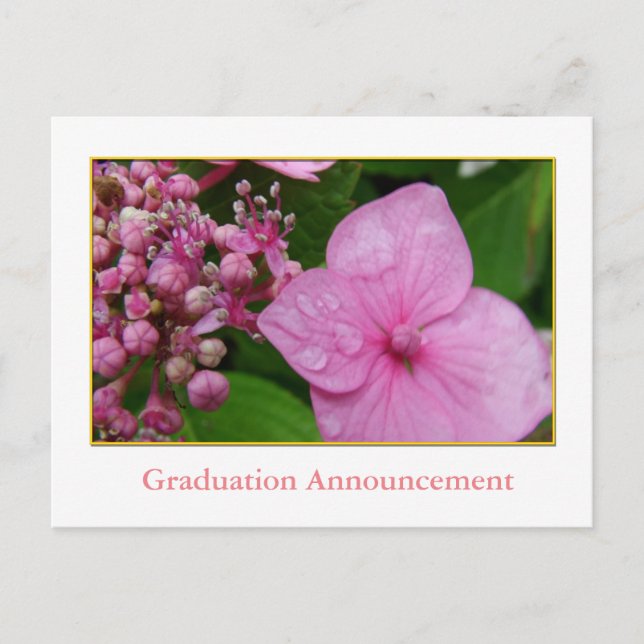 Pink hydrangea flower girl's graduation announcement postcard (Front)
