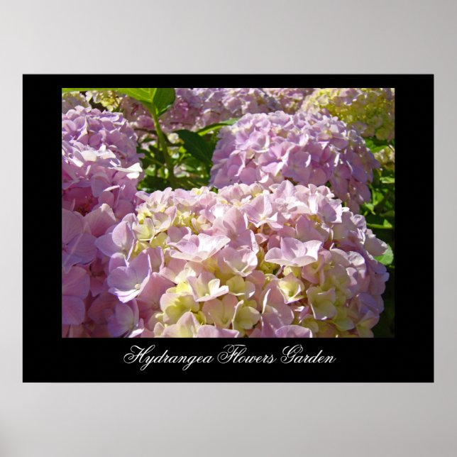 Pink Hydrangea Flowers art prints Botanical (Front)