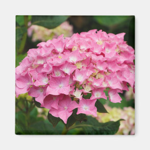 Pink hydrangea flowers magnet