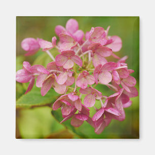 Pink Hydrangea Magnet