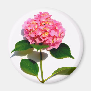 Pink Hydrangea Magnet