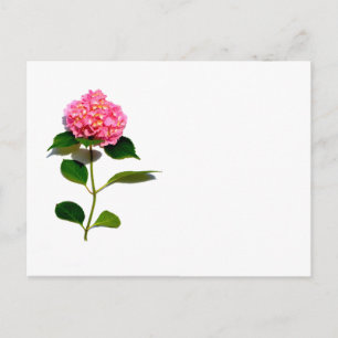 Pink hydrangea pink floral pink flower postcard