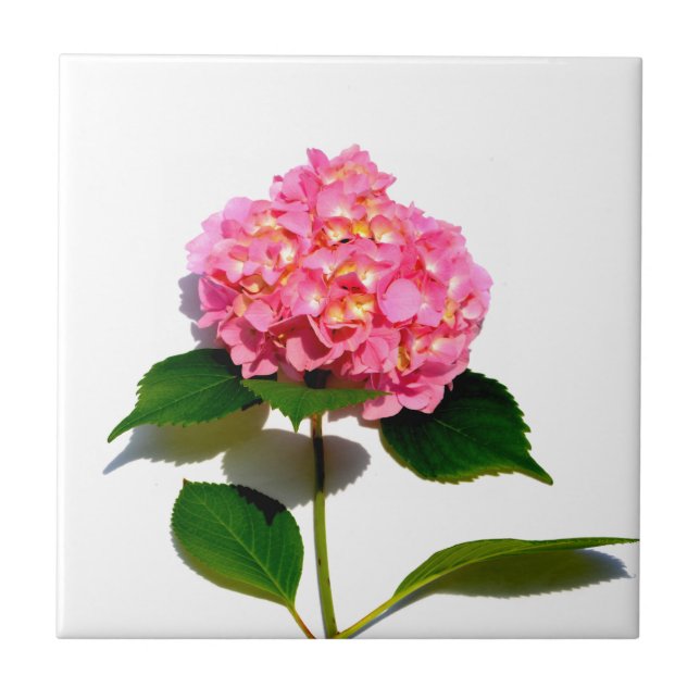 Pink hydrangea pink floral pink flower tile (Front)