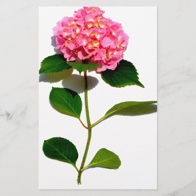 Pink Hydrangea pink flower pink floral Stationery (Front)