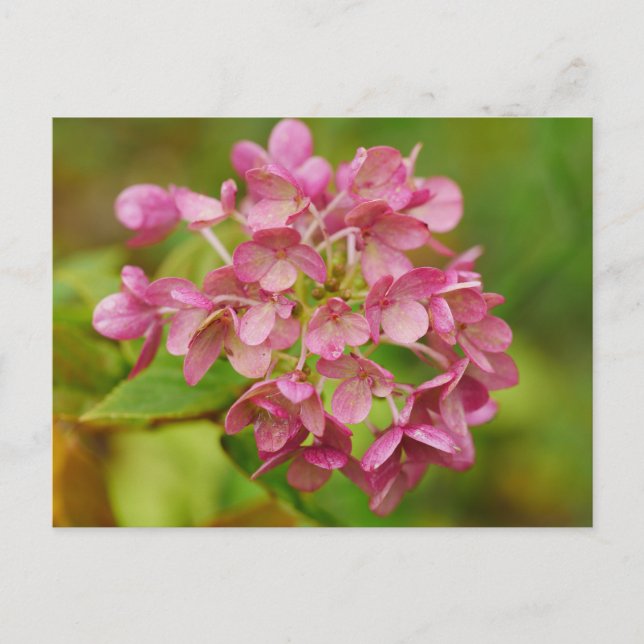 Pink Hydrangea Postcard (Front)