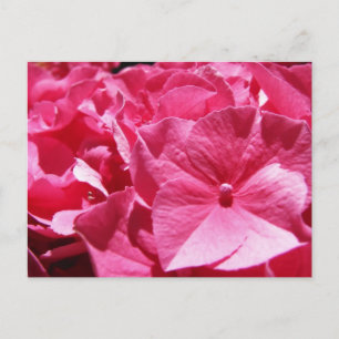 Pink Hydrangea Postcard