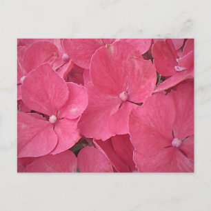 Pink Hydrangea Postcard