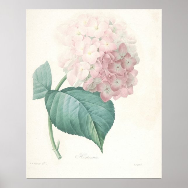 Pink Hydrangea Poster (Front)