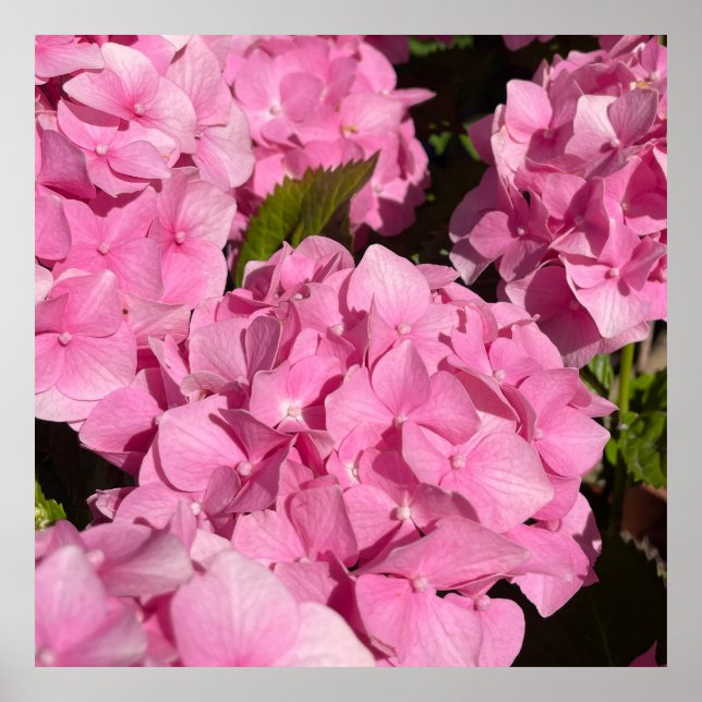  Pink Hydrangea Poster (Front)