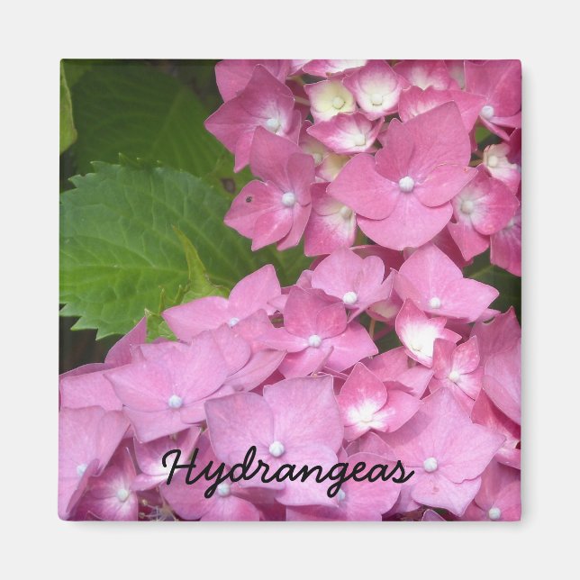 Pink Hydrangeas Magnet (Front)