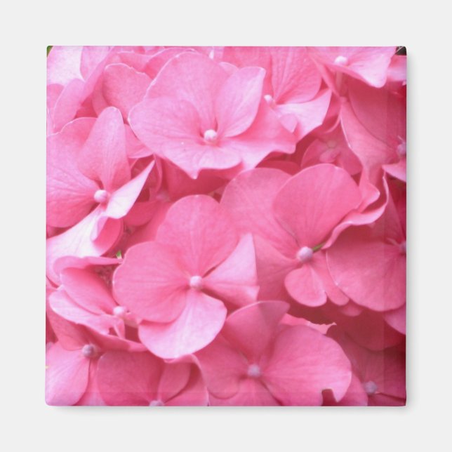 Pink Hydrangeas Magnet (Front)