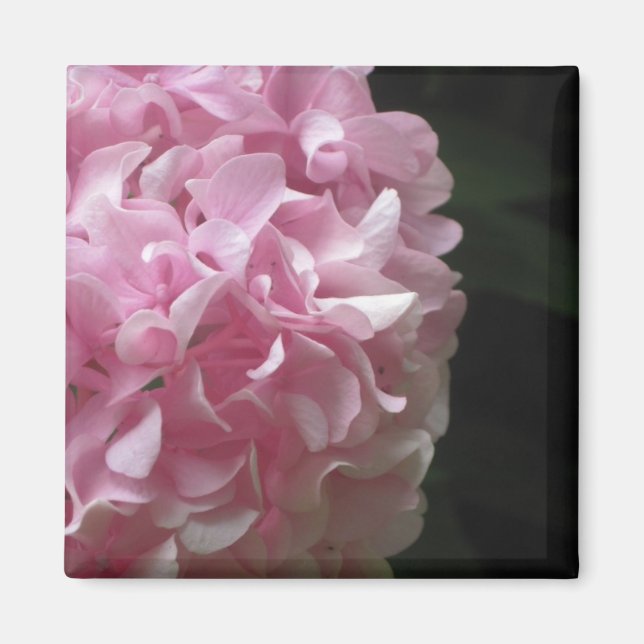 Pink Hydrangeas Magnets (Front)