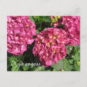 Pink Hydrangeas Postcard