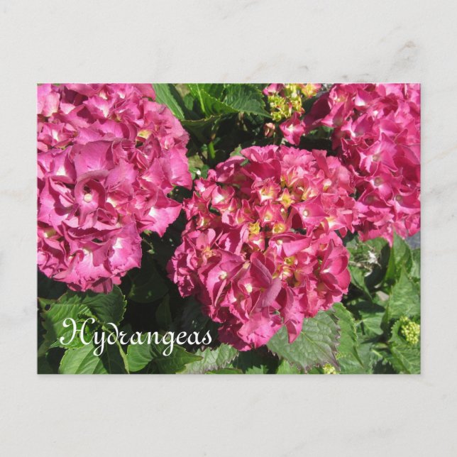 Pink Hydrangeas Postcard (Front)