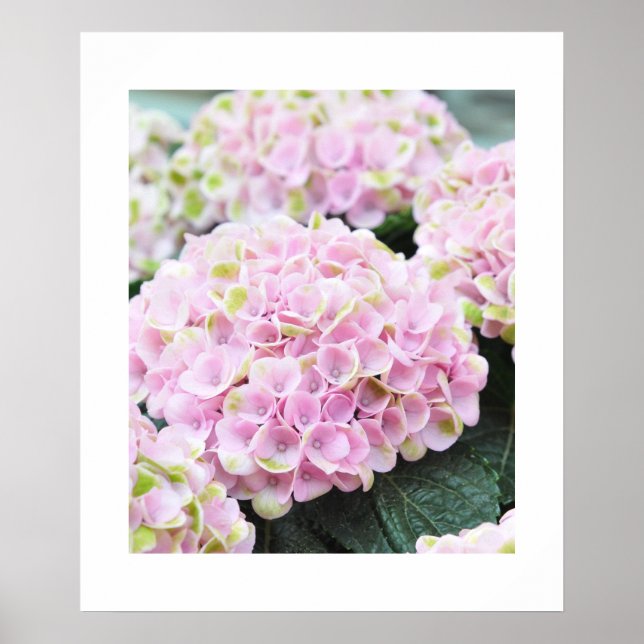 Pink  Hydrangeas Poster (Front)