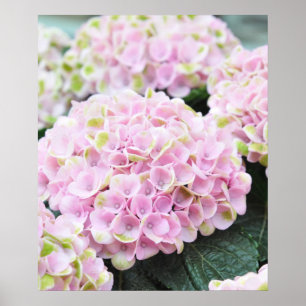 Pink  Hydrangeas Poster