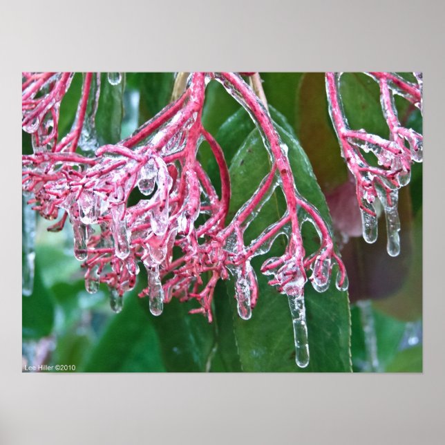 "Pink Ice" in the Winter Storm Poster (Front)