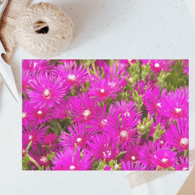 Pink Ice Plant Flowers Floral Tissue Paper (In Situ)