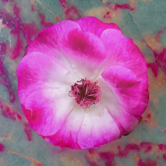 Pink Iceberg Roses Round Cushion (Creator Uploaded)