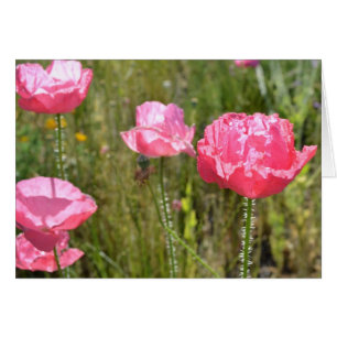 Pink Iceland Poppies