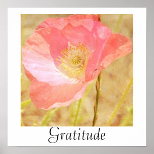 Pink Iceland Poppy Gratitude Poster