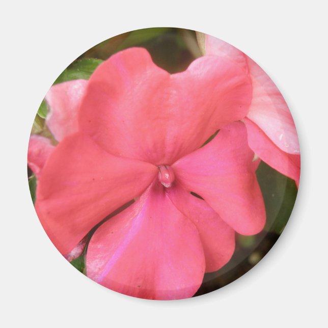 Pink Impatiens Flower Macro Magnet (Front)