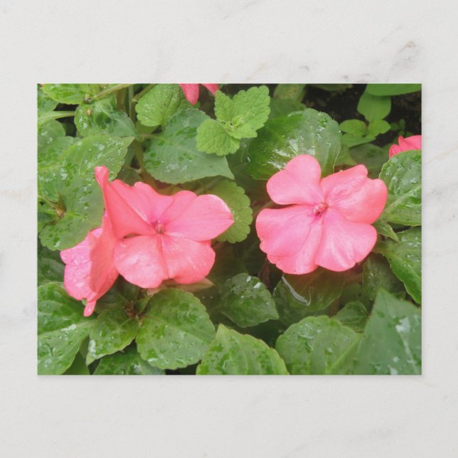 Pink Impatiens Flowers Postcard (Front)