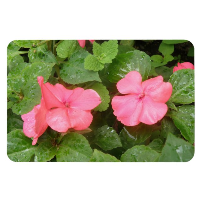 Pink Impatiens Flowers Premium Magnet (Horizontal)