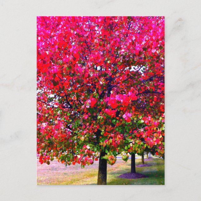 Pink impressionistic Autumn Leaves trees Postcard (Front)