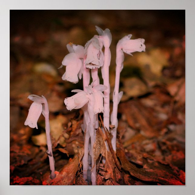 Pink Indian Pipe Ghost Flower  Poster (Front)