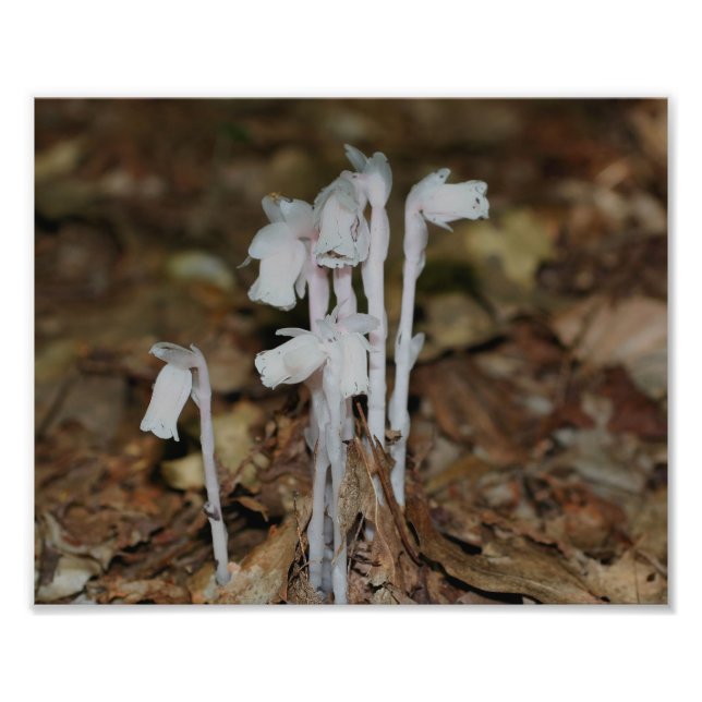 Pink Indian Pipe Mushroom Flowers Photo Print (Front)